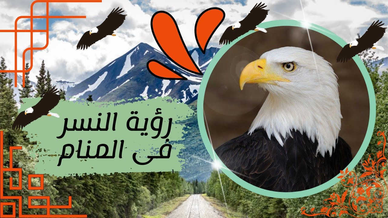 رؤية النسر فى المنام ادخل وتعرف على التفسير