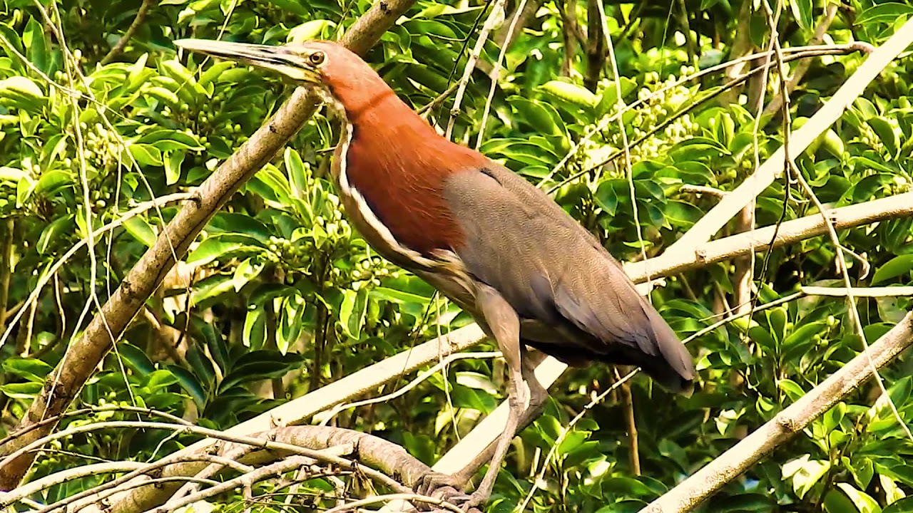 RUFESCENT TIGER-HERON (TIGRISOMA LINEATUM), SOCÓ-BOI, BIRDS FROM FLOODED REGIONS.