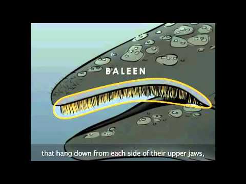 Whale Anatomy - NOAA OceanToday