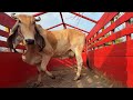 Vaca embuyada se la llevaremos al toro indubrasil 