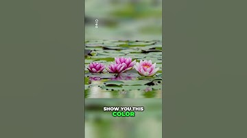 Discover the Power of Visualization Color Your Mind #manifestation #visualization #meditation