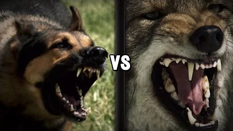 German shepherd Vs. A coyote isn’t close