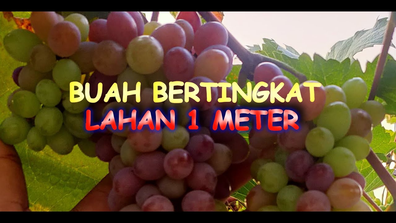 Lahan Sempit !! Buahkan Anggur bertingkat saja