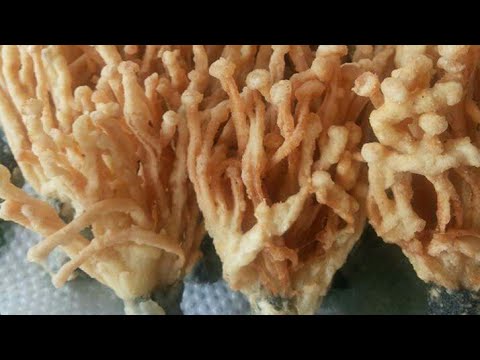 resep-jamur-kipass/jamur-enoki-goreng-crispi