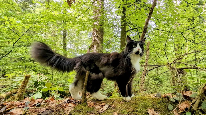Watch the video about Norwegian Forest Cat