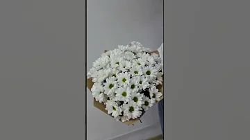 Букет хризантем 11 шт