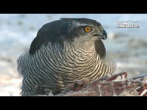 Jestřáb lesní (Accipiter gentilis)