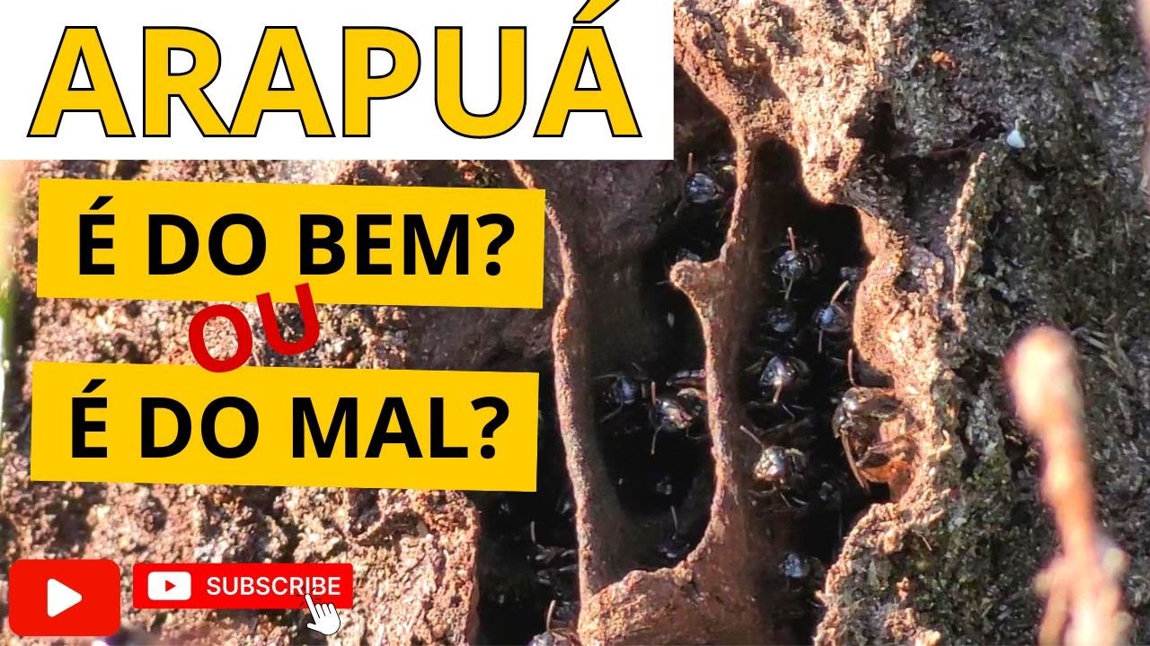 ABELHA ARAPUÁ É DO BEM OU DO MAL? - Vamos conhecer um pouco mais sobre essa abelha
