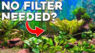Does Your Fish Tank Actually Need A Filter?