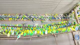 Jak Karmić Papugi Faliste