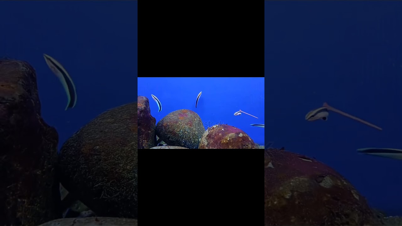 🩺🐠 Indian Rarest Fishes Series | The doctor wrasses fish