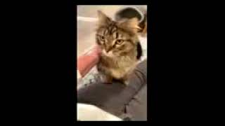 baby - Napoleon Cat - adopt me! SPCR by PurebredCatRescue 374 views 3 months ago 34 seconds