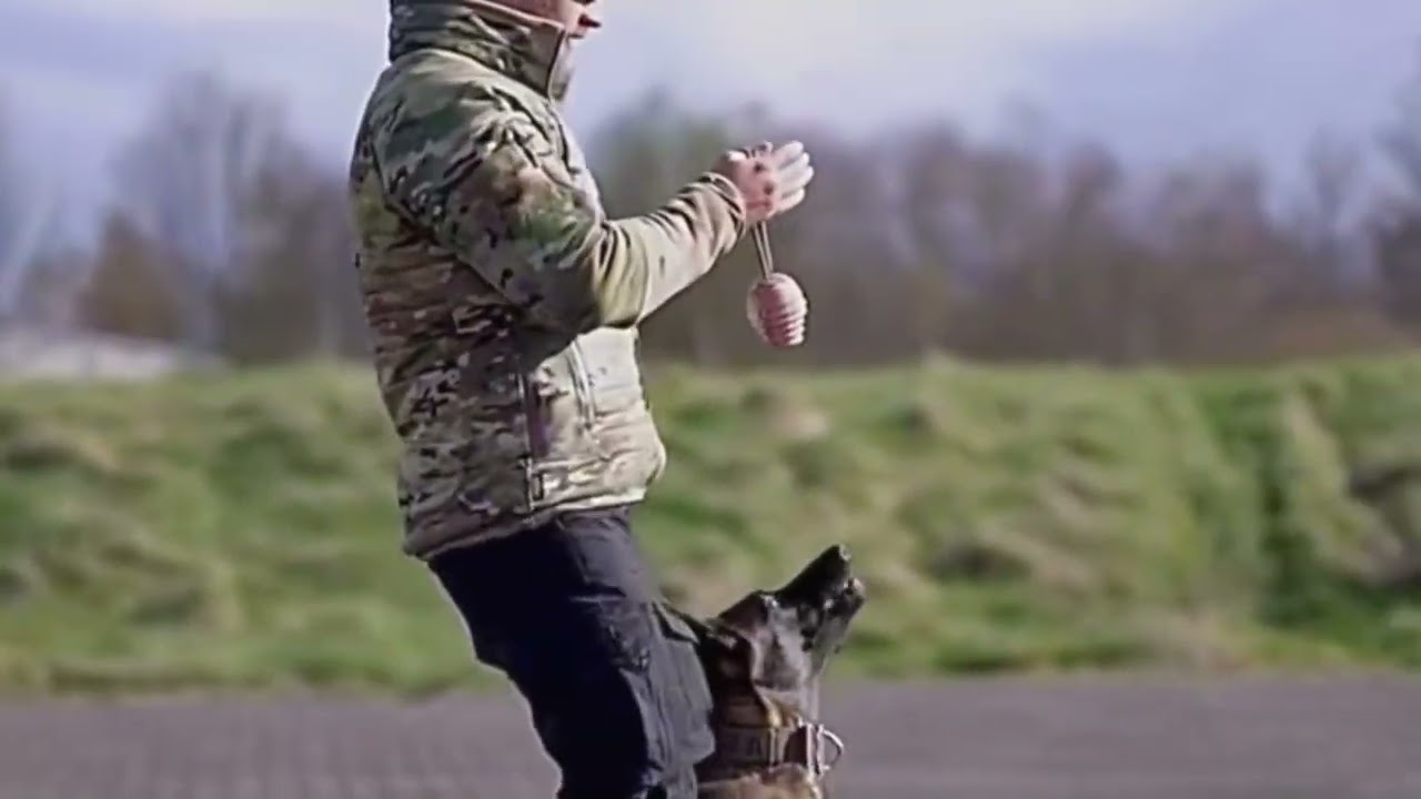 Dog Training Aggression Control｜｜D17 Nov 2025