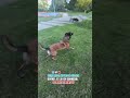 devra aller au pied de Jessica quand je lui en donnerai l'ordre Lorient 56 GUN malinois