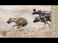 4 Wild Dogs attack Lone Hyena | CAUGHT IN THE ACT