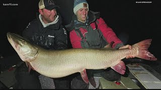 Plymouth angler beats lake freeze, pulls apparent record muskie from Mille Lacs