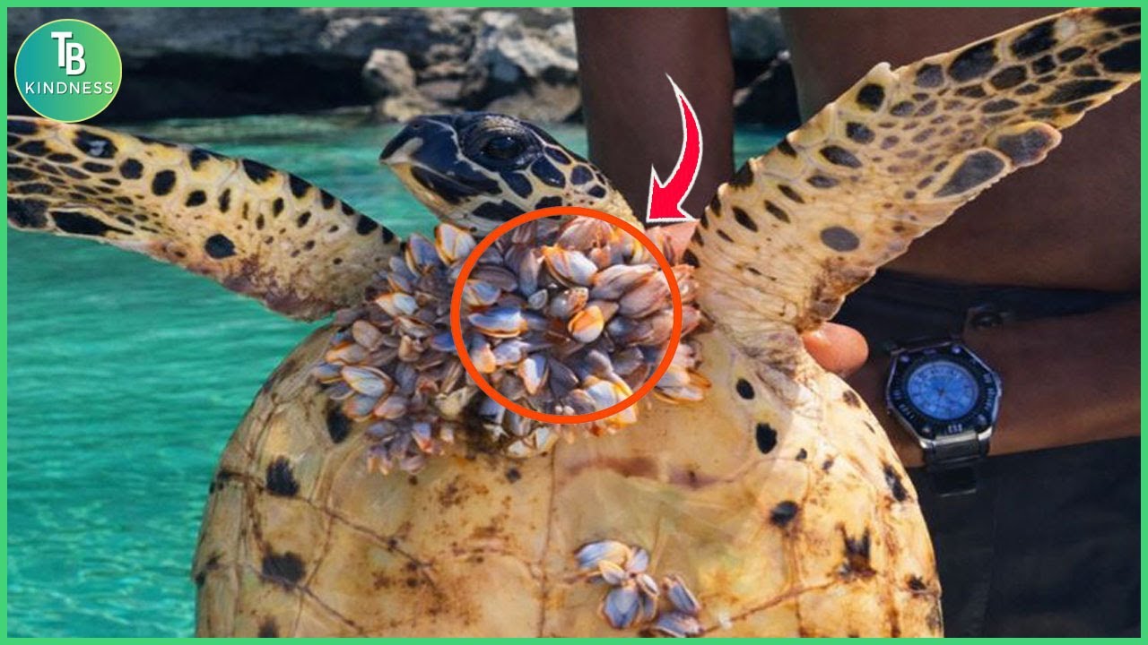 Животные, которые просили людей о помощи и доброте! Трогательные моменты! 