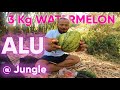 3 kg watermelon at 4 minutes  potato at wild  alu mangra louraga chaba with sarathi  sarathi