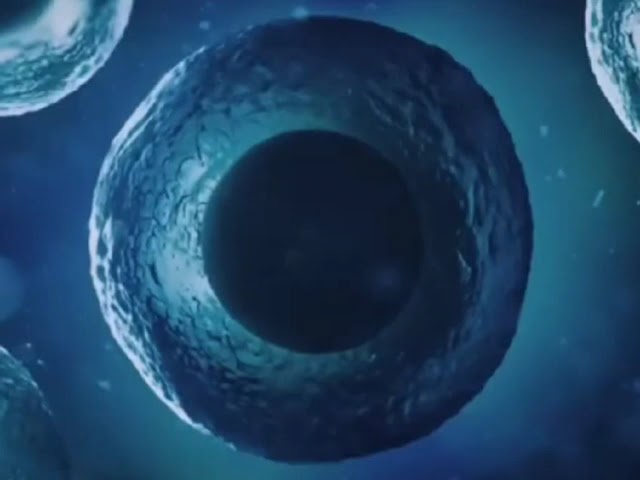 La jeunesse éternelle ! Saviez vous que certains sons rallongent la durée de vie des cellules humaines ?