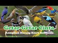 100 Burung Kicau Indonesia