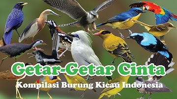 Kompilasi 100 Burung Kicau Indonesia