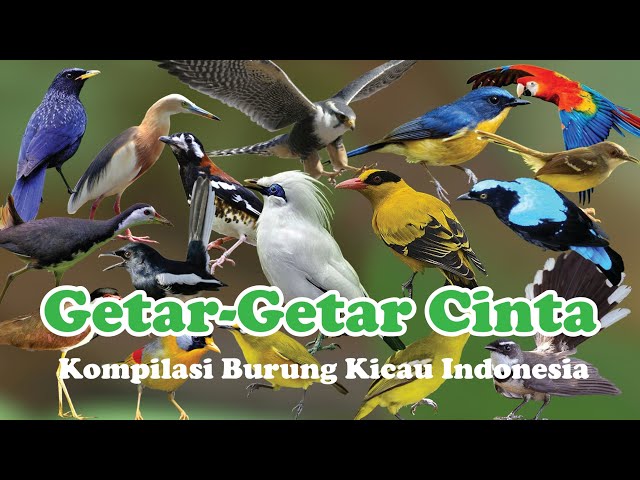 Kompilasi 100 Burung Kicau Indonesia class=