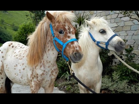 jueves Resistente escotilla Poni o caballo miniatura - Hogarmanía - YouTube