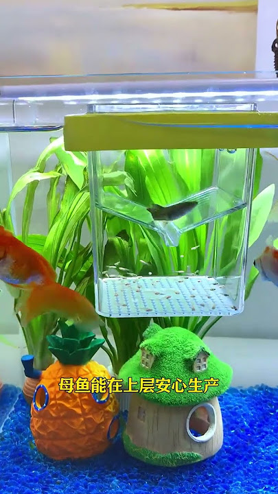 As long as there are female fish in production, you must use it #breedingbox #fishfarming #fishstock