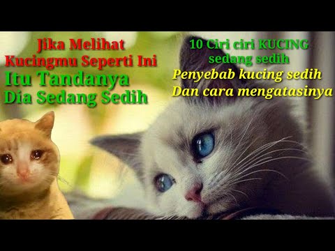 Video: Apa yang Dipikirkan Kucing tentang Manusia?