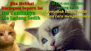 10 Tanda Tanda Kalau Kucing Kita Sedang Sedih | Ciri Ciri Kucing Sedih