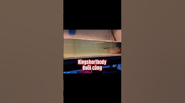 Ai bảo ngắn là không được to đâu, mông nảy , chân dài vút, body gymer thứ thiệt #huynhatlong