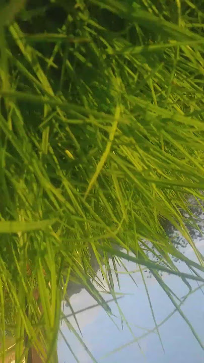 nature video #love #nature #viral #trendingshorts #song #It's boss
