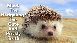 Hedgehogs: The Cute and Quirky Animals You Never Knew You Wanted