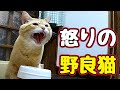そんな怒らんでも…【野良猫】