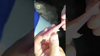 Rare, eyeless fish found in Iraqi underground river