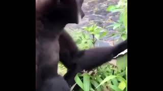 обезьяна кричит