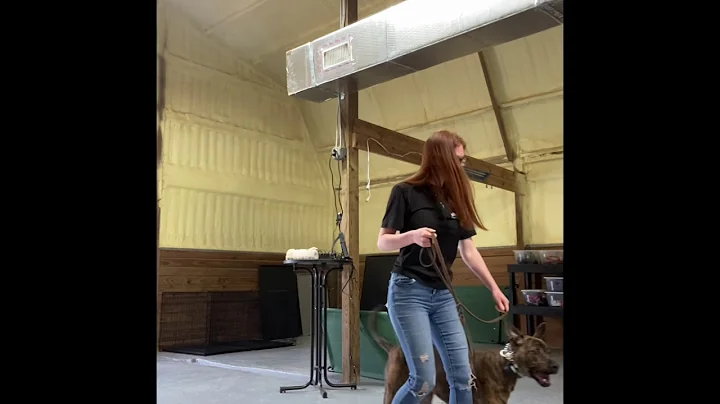 Heeling and sitting with high energy dog