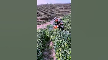 the process of pruning tea bushes; Good tools and machinery can improve work efficiency