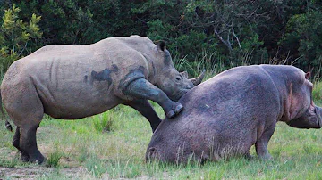 ¿Quién ganaría una pelea hipopótamo o rinoceronte?