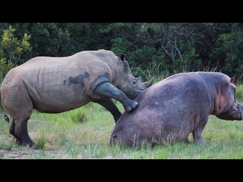 Vídeo: Diferencia Entre Hipopótamo Y Rinoceronte