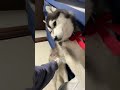 これって完全に撫でられたいってことだよね？可愛すぎるけど、最後なんでどっか行くねん・・・