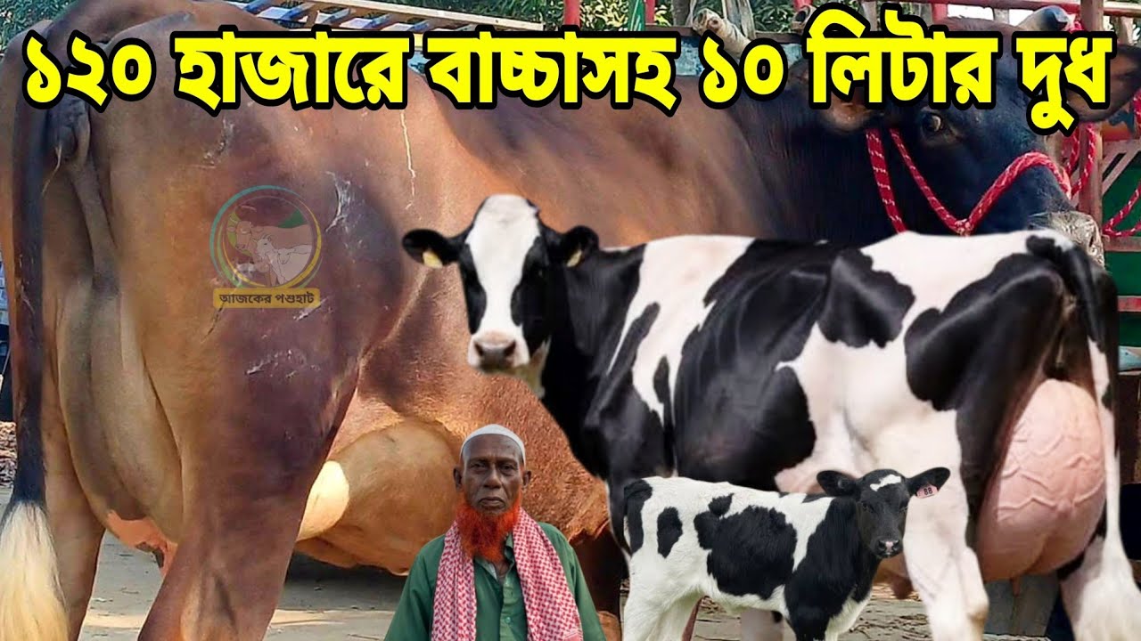 মাত্র ১২০ হাজারে বাচ্চাসহ ১০ লিটার দুধ ও ১৩০ হাজারে বাচ্চাসহ ১২ লিটার দুধের জার্সি গাভী।কম পুজির গরু