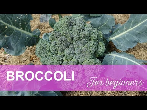 Video: Di Ciccio Broccoli Care – Lär dig att plantera Di Ciccio Broccoli