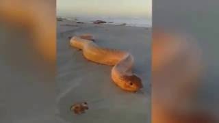 Broome local finds huge and venomous sea snake on Cable beach