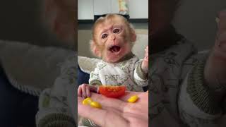 Kiki’s daily meal#monkey #animal #cute #unitedkingdom #usa