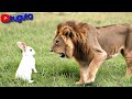 NGUMI ZA SIMBA NA SUNGURA NGUMI ZA SIMBA NA SUNGURA