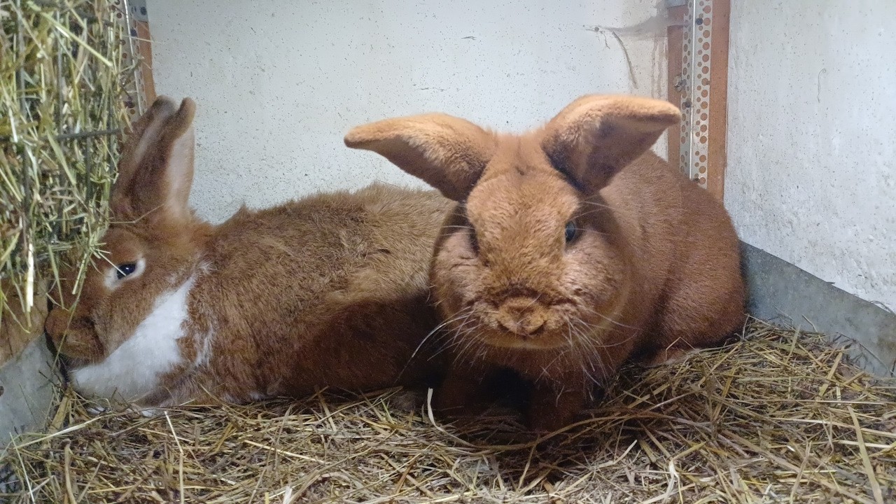 Zakacam 3 samice. Czy udało się je zakocić?