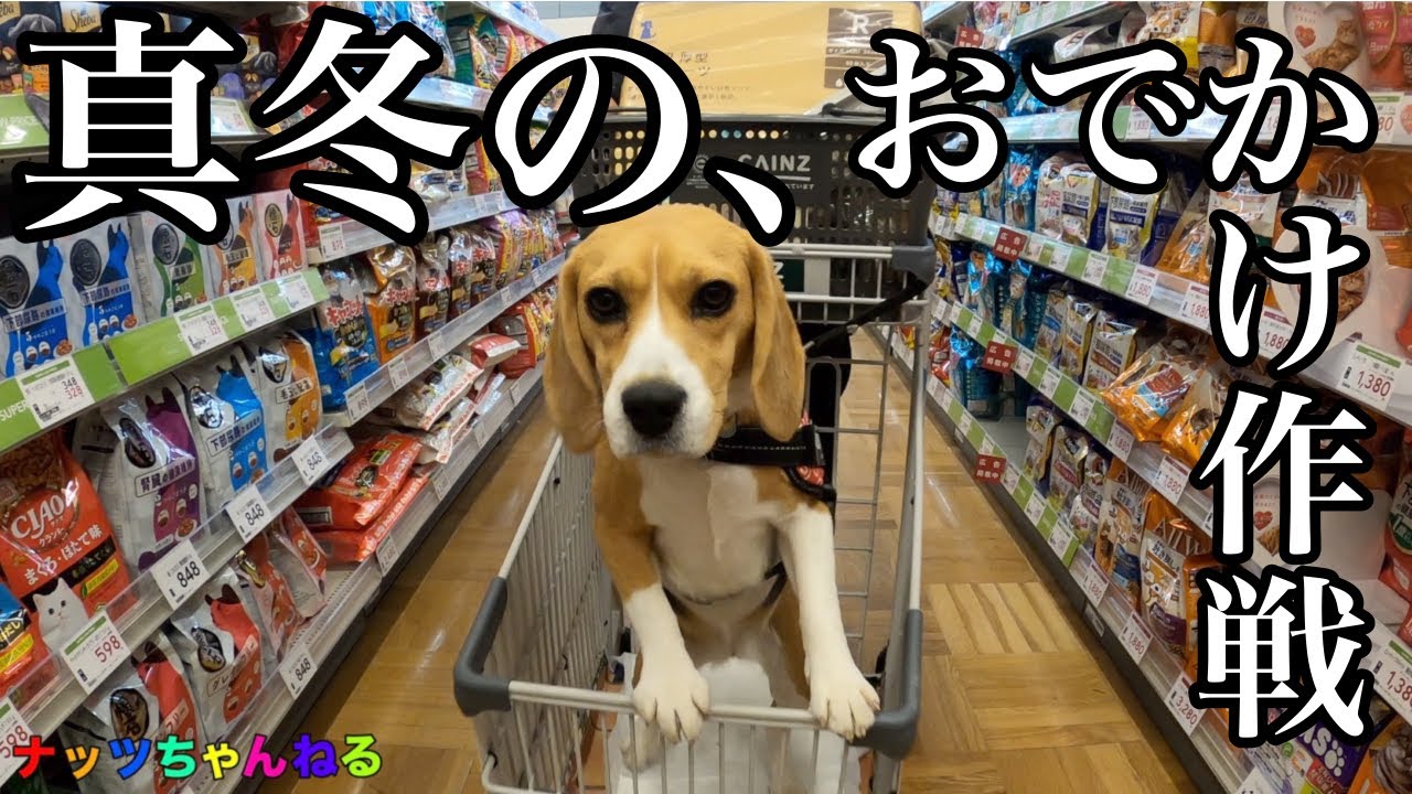 ビーグル犬と一緒にお買い物に行って来ました！！