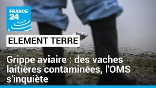 Menace de pandémie : la grippe aviaire s'étend et inquiète l'OMS • FRANCE 24