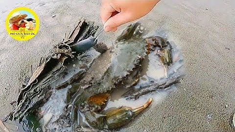 videos đi bắt hải sản #400 bắt hải sản ở biển Vũng Tàu Phải đi vào lúc nước rút.